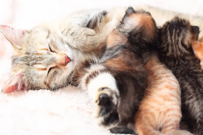 gata malhada cuidando de seus gatinhos