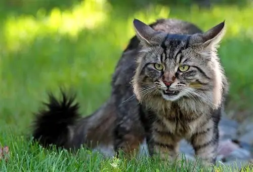 kucing hutan Norway jantan dengan tindak balas flehmen