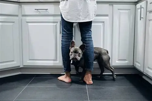 bouledogue français entre les jambes d'une femme