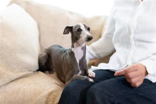 levriero italiano cane e donna a casa