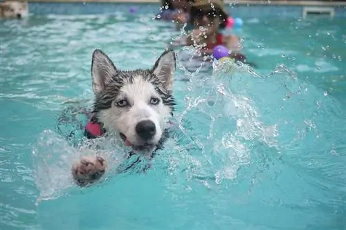 Husky plavání