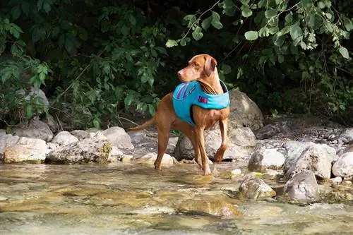 Dog Lifevest