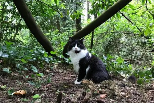 Tuxedo Ragdoll kat in die tuin