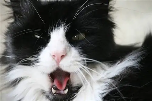 en colère ou bâillant à la recherche d'un chat de smoking noir et blanc