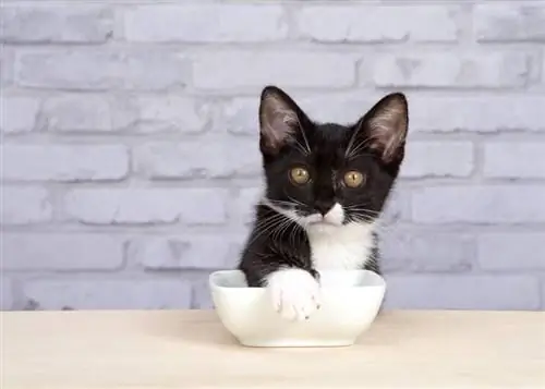 gatito de esmoquin que cubre el plato de comida de porcelana blanca