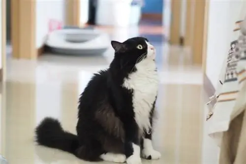 National Tuxedo Cat Day 2023: Thaum twg thiab Yuav Ua Li Cas Ua Kev Zoo Siab?