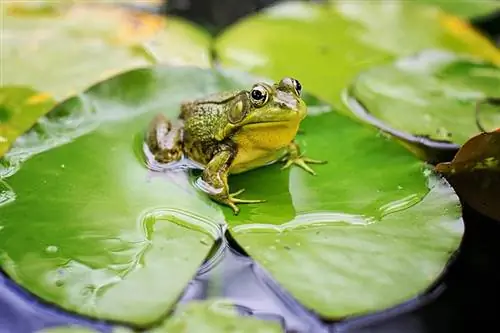 Ist ein Frosch ein Pflanzenfresser, Fleischfresser oder Allesfresser? Vet Approved Facts & FAQ