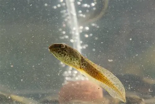 Bullfrog tadpoles ua luam dej hauv lub thoob dej yug ntses