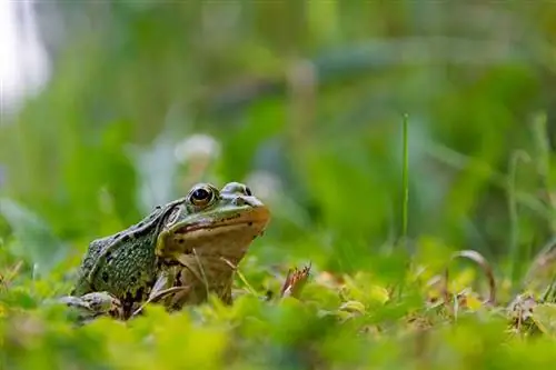 katak duduk di atas rumput