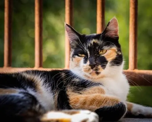 paka calico