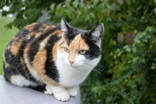 Apakah Kucing Calico Langka? Inilah Apa Kata Sains