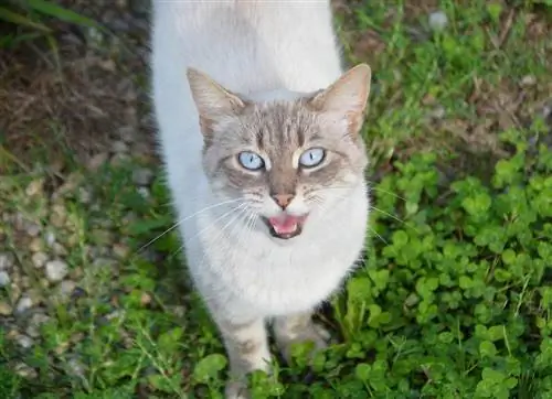 Chat qui miaule après toi