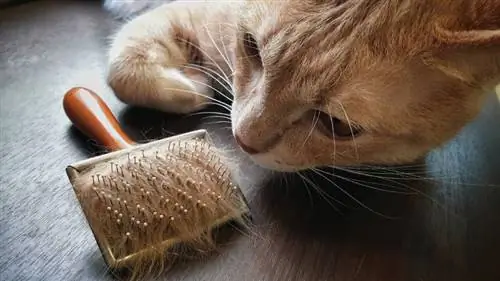 brosse à cheveux avec touffe de poils d'animaux après le toilettage du chat