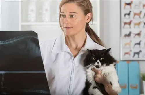 Veterinary clinic na sinusuri ang radiograph ng isang Persian cat