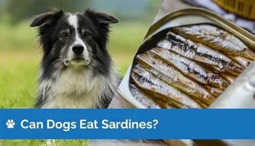 Els gossos poden menjar sardines? Fets aprovats pel veterinari & PMF