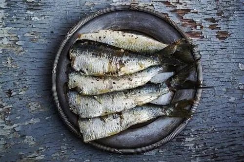 sardine fierte