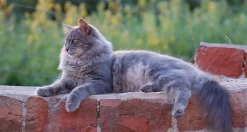 yalan söyleyen gri presian kedi