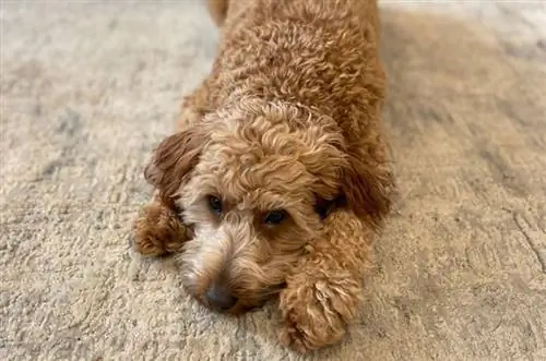 Kranker Goldendoodle-Hund liegt auf einem Teppich