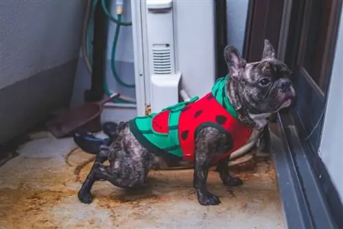 Chien qui fait pipi sur le balcon près de l'unité AC