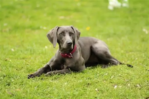 өвсөн дээр хэвтэж буй weimaraner гөлөг