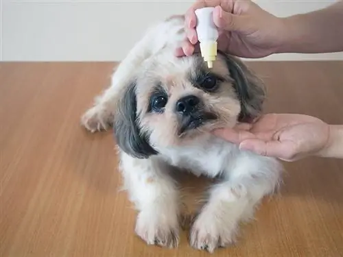 Dierenartshanden die medische oogdruppels aanbrengen op de ogen van de Shih Tzu-hond voor behandeling en preventie van oogziekte