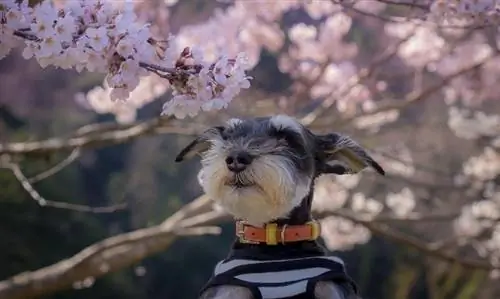 Miniatur Schnauzer di bawah bunga sakura