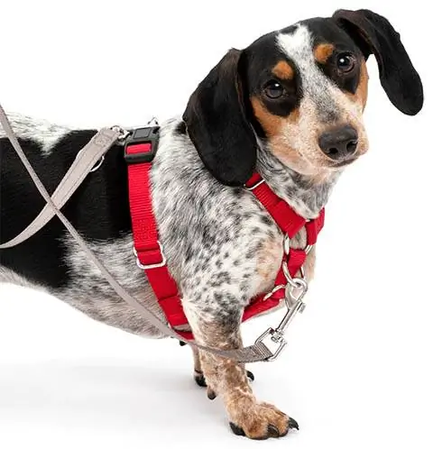 PetSafe Harness Anjing Klip Belakang yang Cocok dan Pas