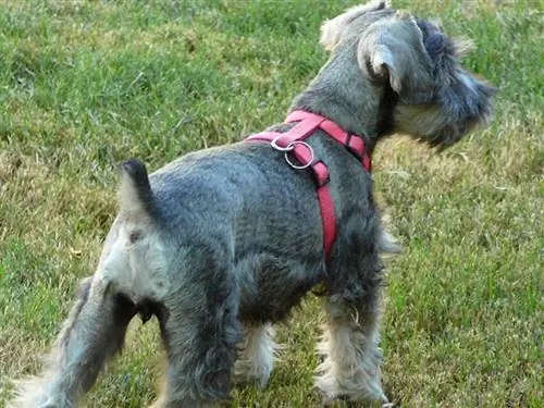 10 Harness Terbaik untuk Miniatur Schnauzers - 2023 Ulasan & Pilihan Teratas