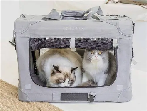 gatos em um transportador de gato de viagem