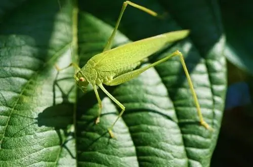 sauterelle sur feuille verte