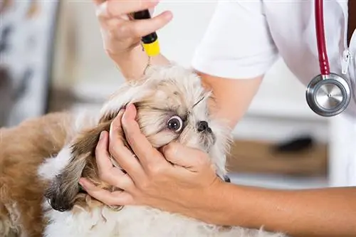 Veterinārārsts veic pārbaudi ar jūsu suni Shih Tzu