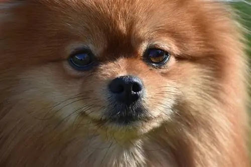 Pomeranian Spitz