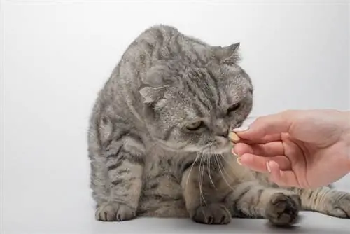 Schotse kat die vitamines neemt