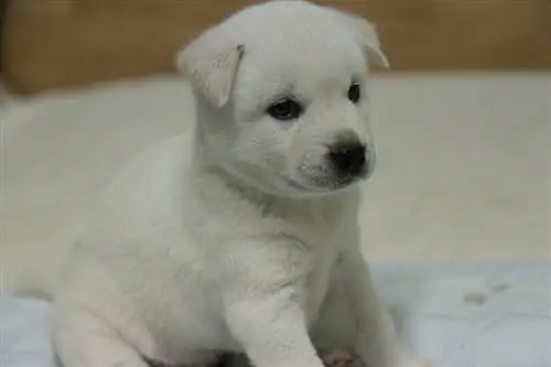 Korea Jindo