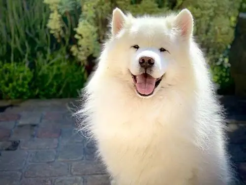 Samoyed