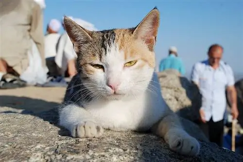 kočka s bledým nosem se cítí ospalá