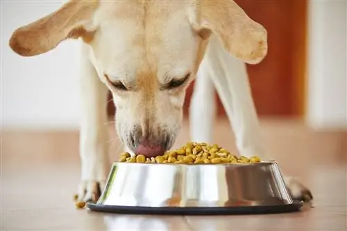 hond aan het eten