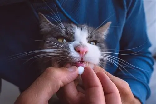 homme donnant une pilule à un chat malade