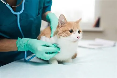 babaeng vet na sinusuri ang pusa gamit ang stethoscope