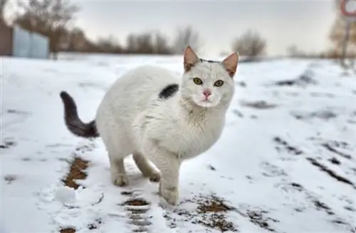 herrelösa katt ute i snön under vintern