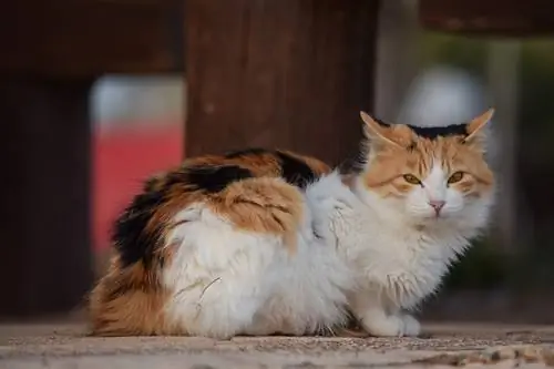 seekor kucing terbiar terbaring di kaki lima