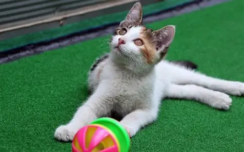 anak kucing dengan mainan bola kucing di atas permaidani hijau