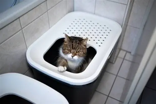 chat dans la litière de la salle de bain