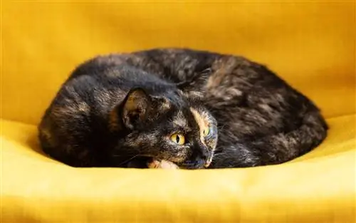 British Shorthair écaille de tortue