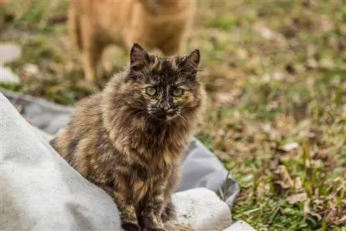 Chat smoly persan écaille de tortue