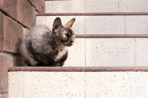 écaille de tortue Cornish Rex