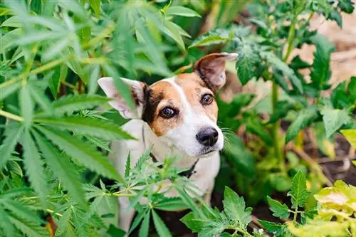 câine înconjurat de plante de cânepă