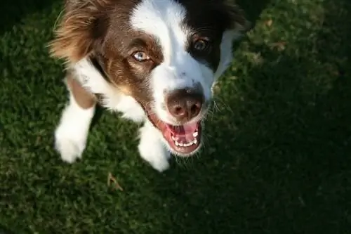 Hund schaut nach oben