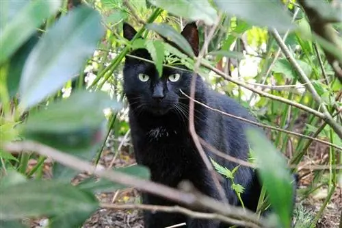 pelo corto domestico nero