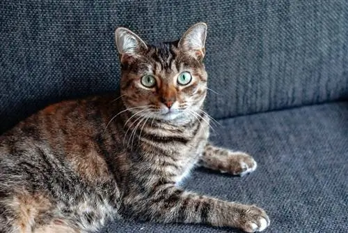 tabby domestic shorthair